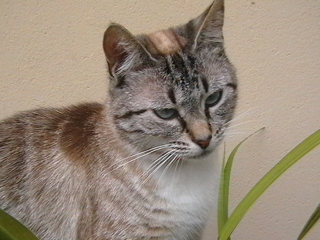 Cindy Memorial Photo