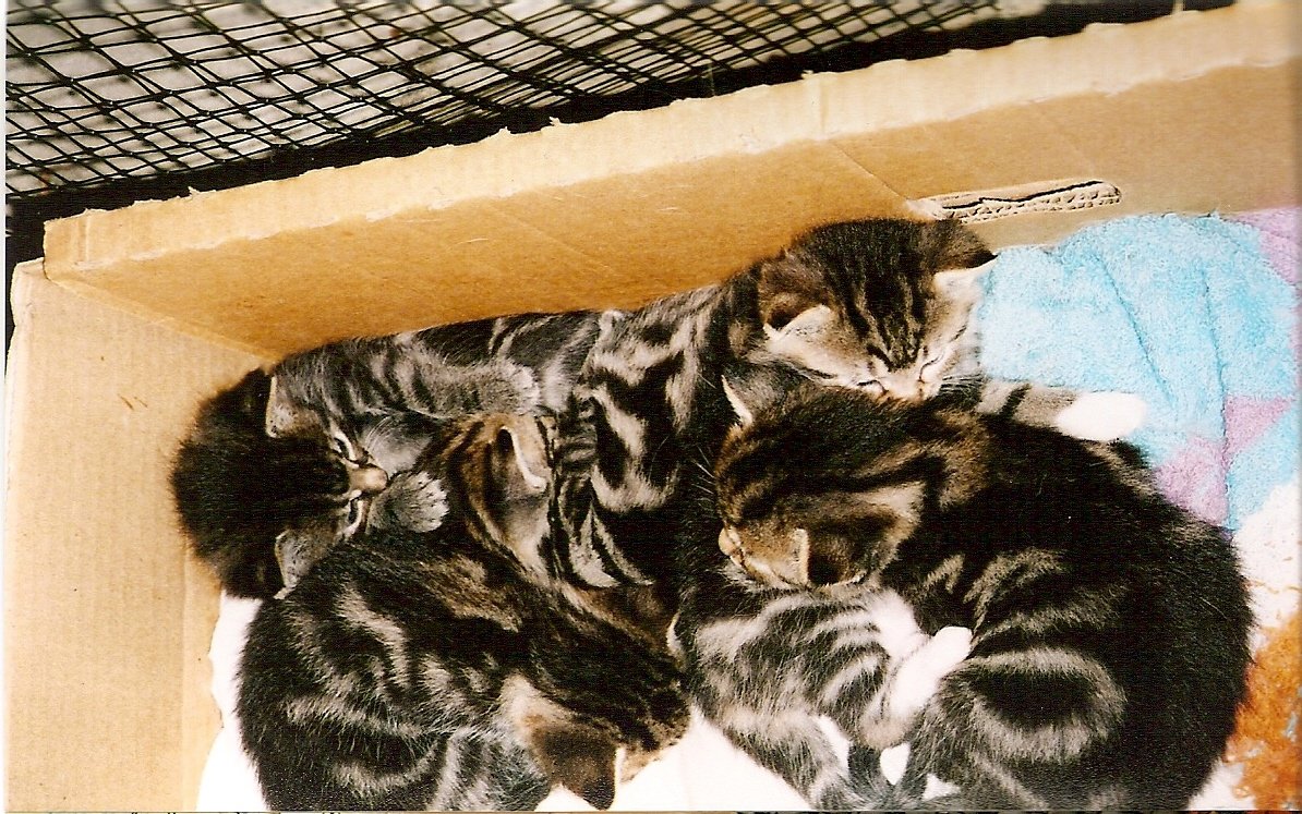 Cindy Timeline 3 Photo