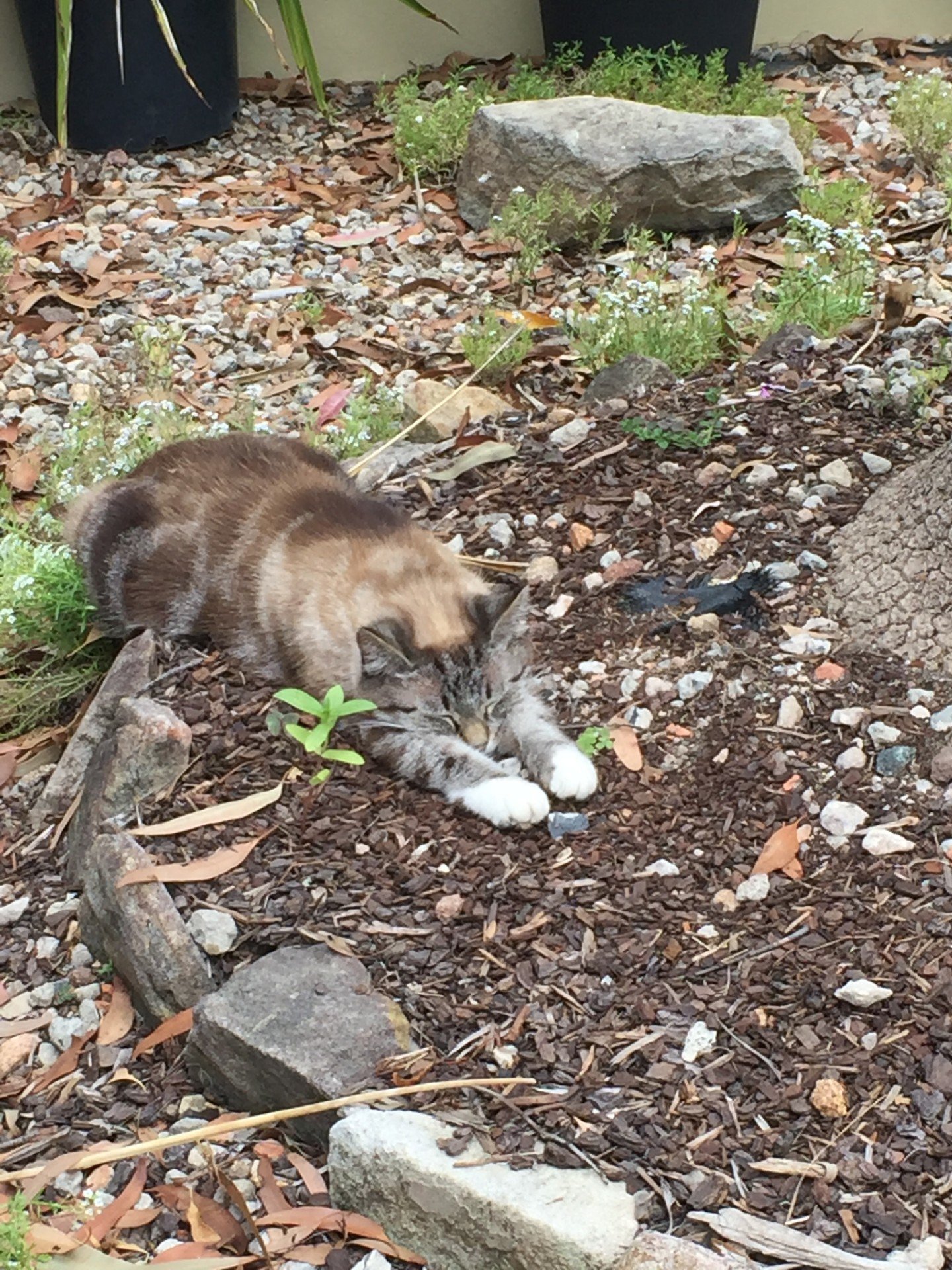 Cindy Timeline 8 Photo