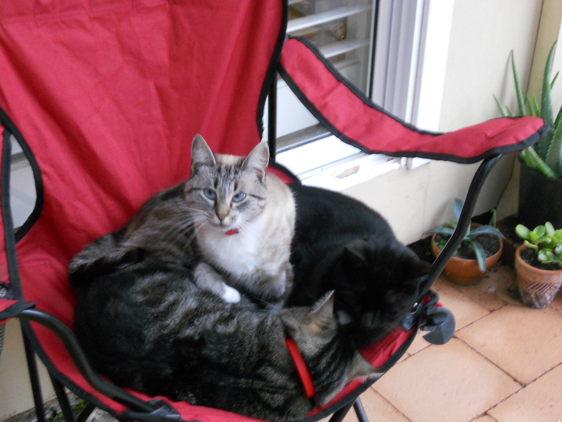 Cindy Timeline 5 Photo