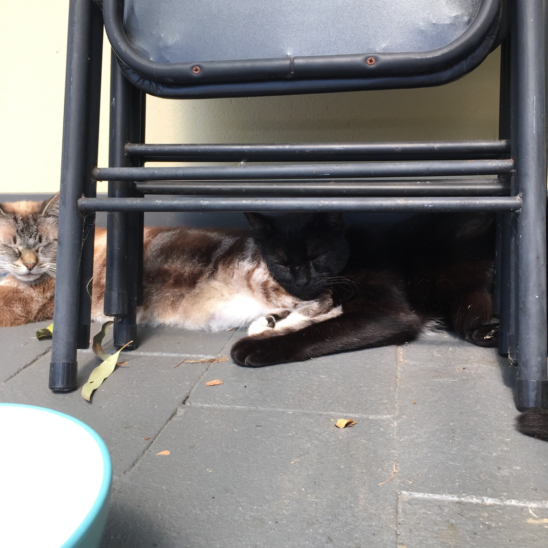 Cindy Timeline 7 Photo