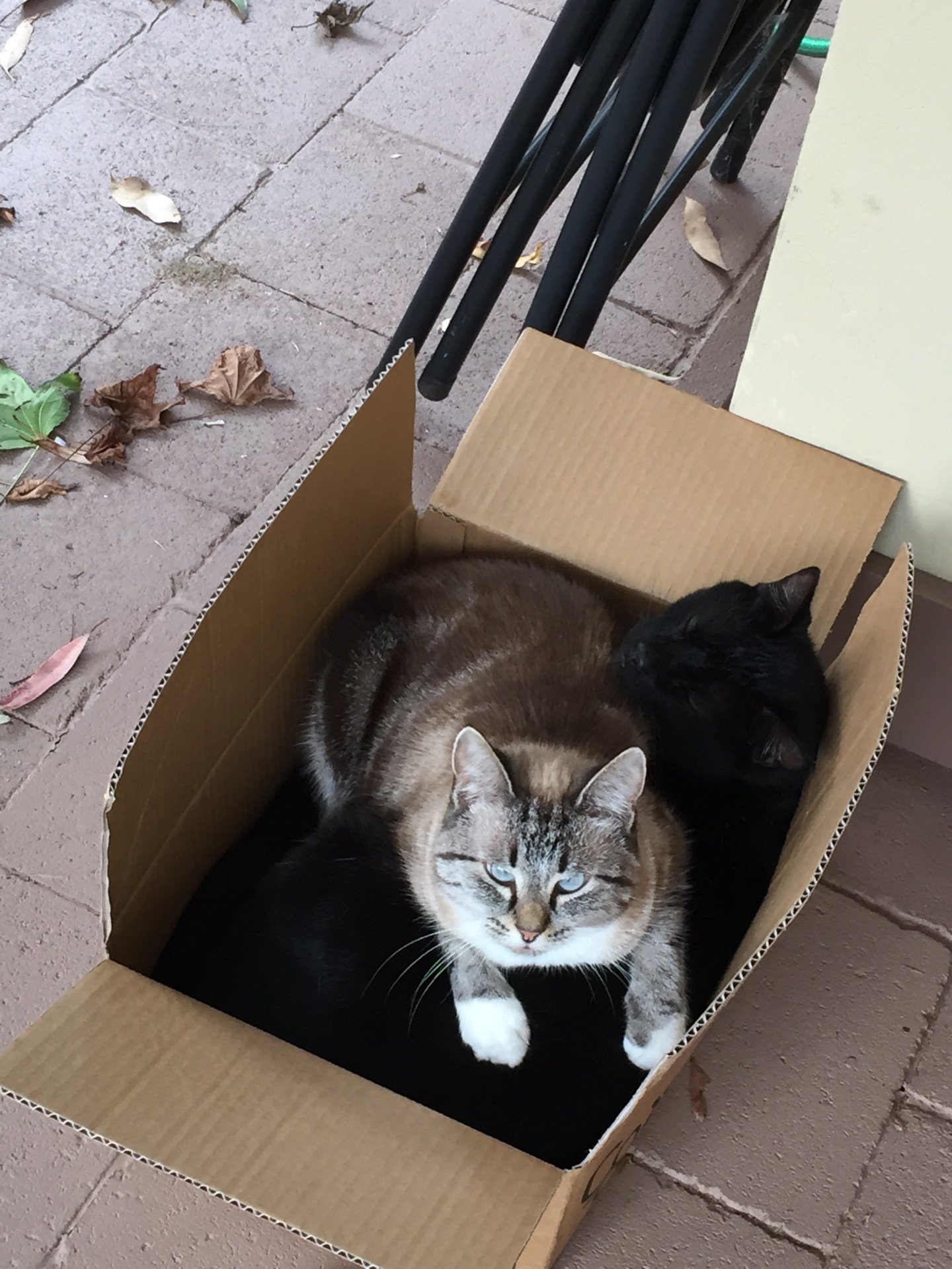 Cindy Timeline 6 Photo