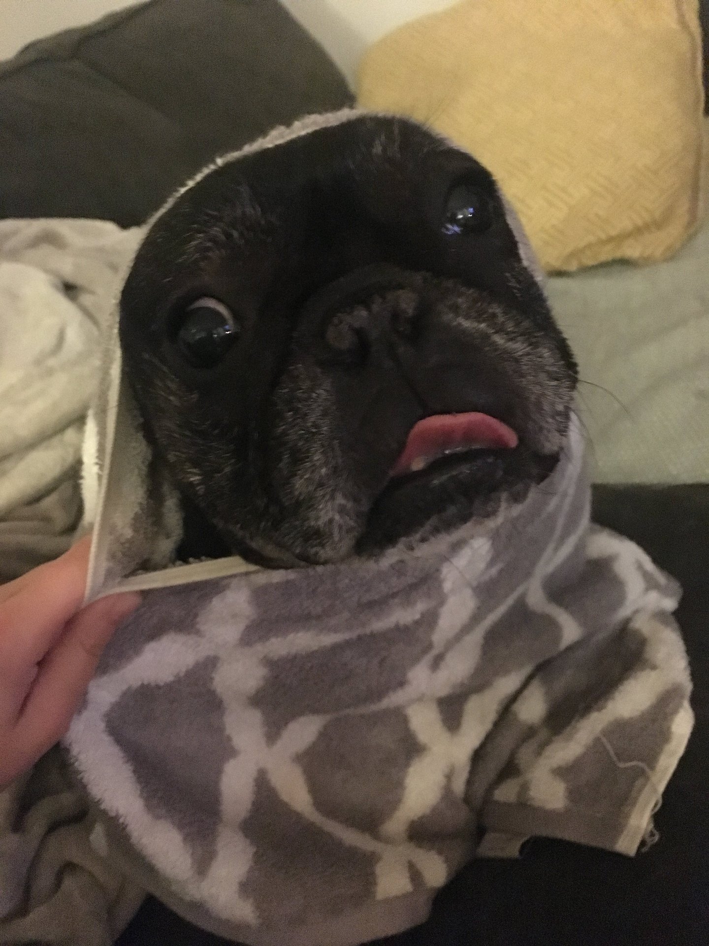 Skeeter  Timeline 6 Photo