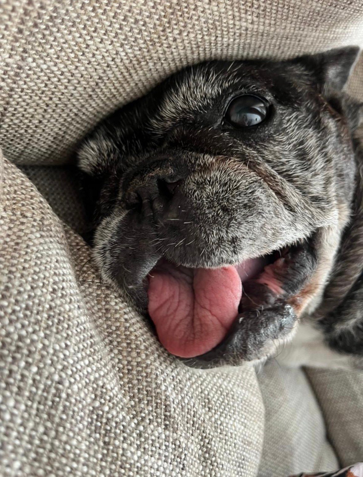 Skeeter  Tribute 4 Image by Maggie