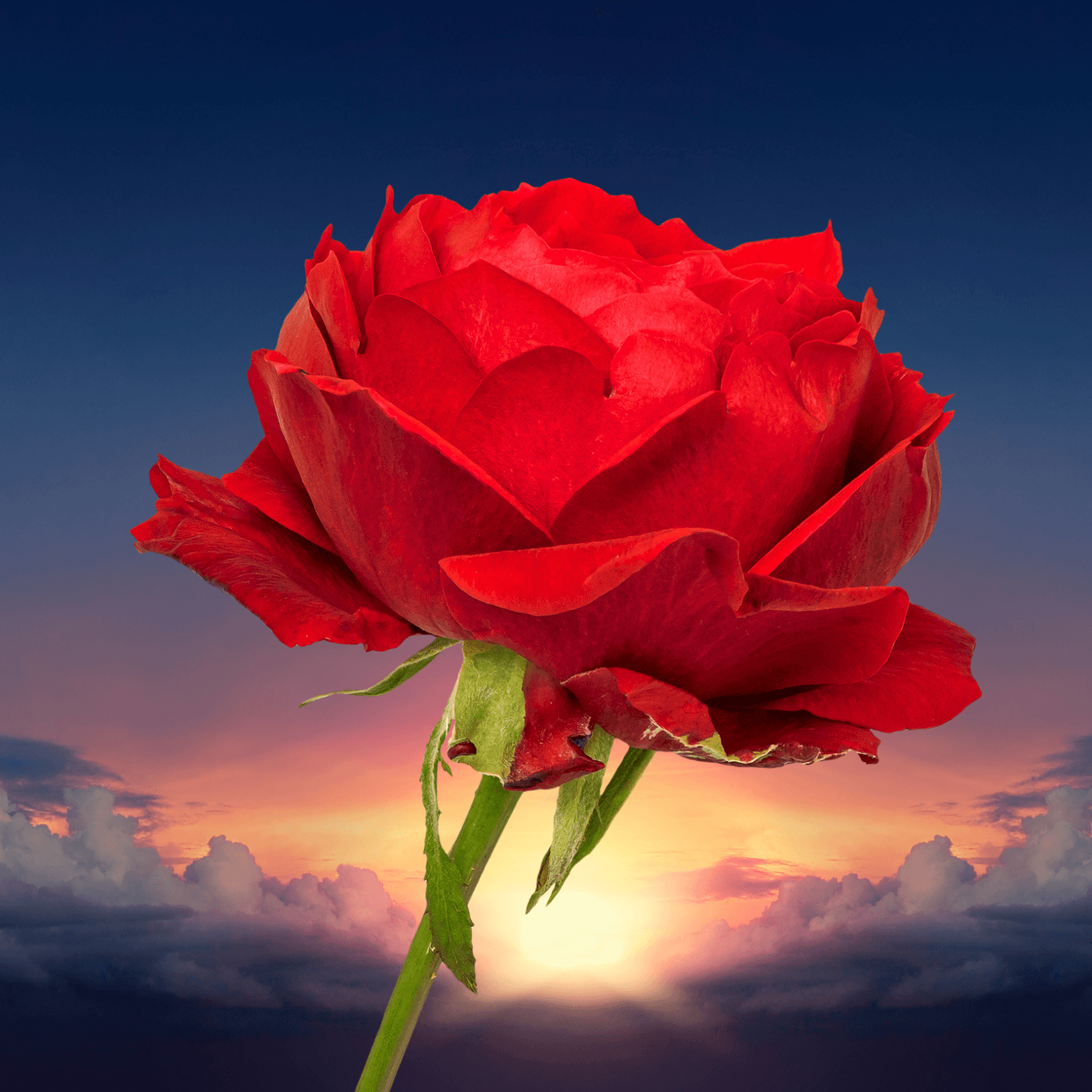 Mary Dominello Funeral Notice Photo