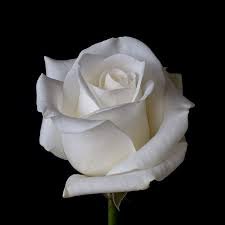 Rina Colussi Funeral Notice Photo